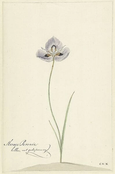 Iris, 1741-1795. Creator: Cornelis van Noorde