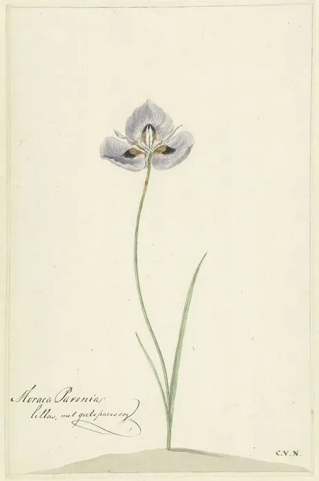 Framed Print : Iris, 1741-1795. Creator: Cornelis van Noorde Framed Print : Iris, 1741-1795. Creator: Cornelis van Noorde