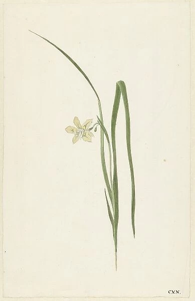 Iris, 1741-1795. Creator: Cornelis van Noorde