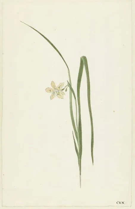 Framed Print : Iris, 1741-1795. Creator: Cornelis van Noorde Framed Print : Iris, 1741-1795. Creator: Cornelis van Noorde
