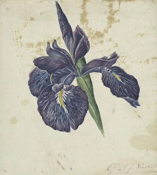 Framed Print : Iris, 1792-1861. Creator: Georgius Jacobus Johannes van Os Framed Print : Iris, 1792-1861. Creator: Georgius Jacobus Johannes van Os