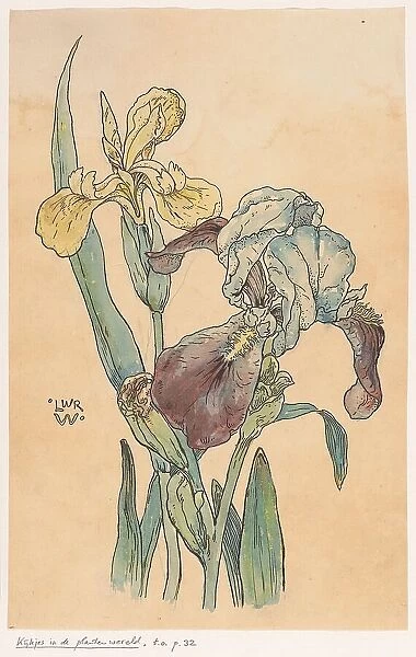 Iris, in or before 1893. Creator: Willem Wenckebach