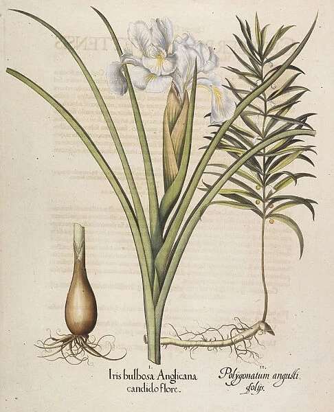 Iris bulbosa Anglicana, 1613. Creator: Besler, Basilius (1561-1629)