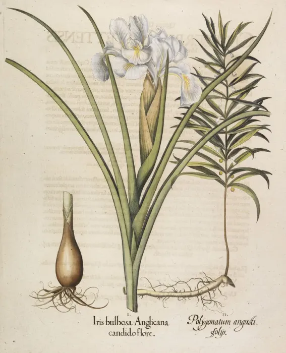 Framed Print : Iris bulbosa Anglicana, 1613. Creator: Besler, Basilius (1561-1629) Framed Print : Iris bulbosa Anglicana, 1613. Creator: Besler, Basilius (1561-1629)
