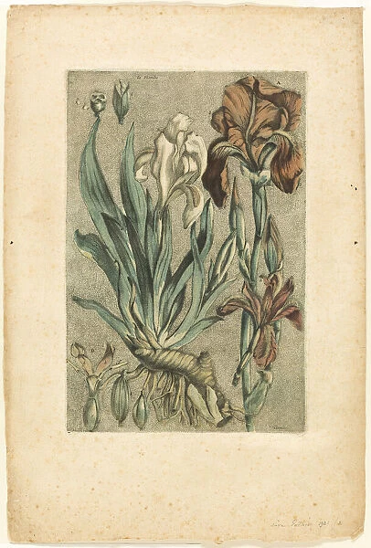 Iris Florentina, from Collection des plantes usuelles, curieuses, et étrangères, 1767. Creator: Jacques Fabian Gautier Dagoty