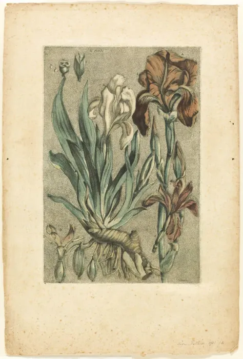 Framed Print : Iris Florentina, from Collection des plantes usuelles, curieuses, et etrangeres, 1767. Creator: Jacques Fabian Gautier Dagoty Framed Print : Iris Florentina, from Collection des plantes usuelles, curieuses, et etrangeres, 1767. Creator: Jacques Fabian Gautier Dagoty