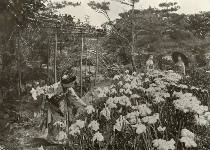 Framed Print : In An Iris Garden, 1910. Creator: Herbert Ponting Framed Print : In An Iris Garden, 1910. Creator: Herbert Ponting
