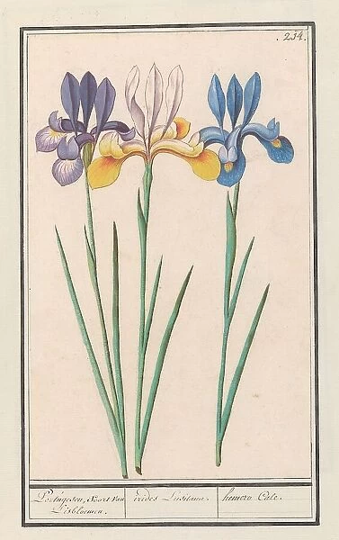 Iris (Iris sibirica), 1596-1610. Creators: Anselmus de Boodt, Elias Verhulst
