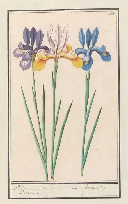 Framed Print : Iris (Iris sibirica), 1596-1610. Creators: Anselmus de Boodt, Elias Verhulst Framed Print : Iris (Iris sibirica), 1596-1610. Creators: Anselmus de Boodt, Elias Verhulst