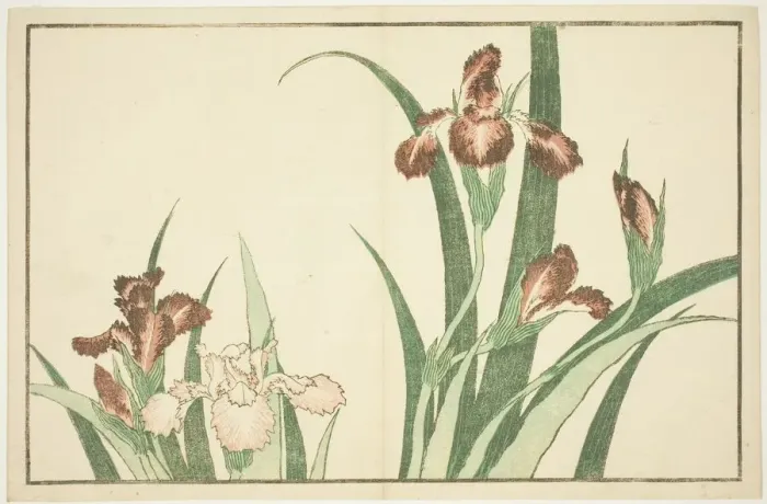 Framed Print : Iris, from The Picture Book of Realistic Paintings of Hokusai (Hokusai shashin gafu) Framed Print : Iris, from The Picture Book of Realistic Paintings of Hokusai (Hokusai shashin gafu)