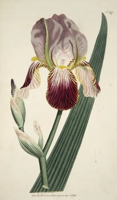 Framed Print : Iris Sambucina (Elder Scented Iris), pub. 1792 (hand coloured engraving). Creator Framed Print : Iris Sambucina (Elder Scented Iris), pub. 1792 (hand coloured engraving). Creator