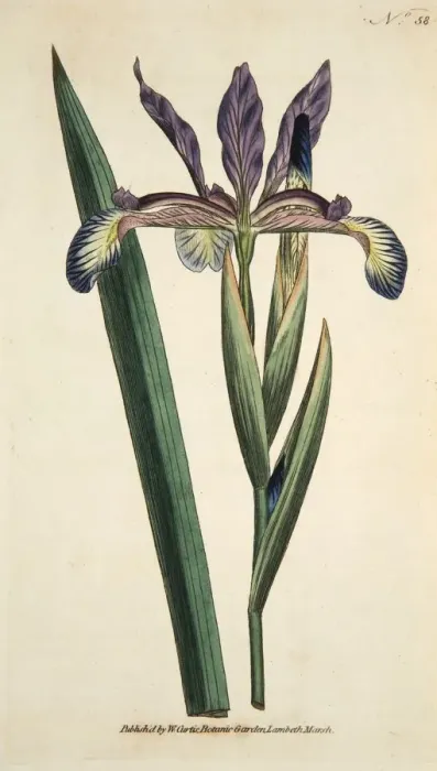 Framed Print : Iris Spuria (Spurios Iris), pub. 1790 (hand coloured engraving). Creator: English School Framed Print : Iris Spuria (Spurios Iris), pub. 1790 (hand coloured engraving). Creator: English School
