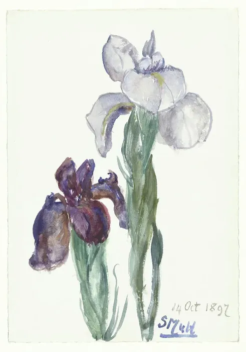 Framed Print : Irises, 1897. Creator: Sina Mesdag van Houten Framed Print : Irises, 1897. Creator: Sina Mesdag van Houten