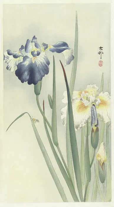 Framed Print : Irises. Creator: Ohara, Koson (1877-1945) Framed Print : Irises. Creator: Ohara, Koson (1877-1945)