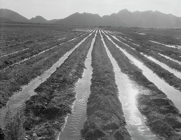 Irrigated field of cotton seventy miles from Phoenix, Arizona, 1937. Creator: Dorothea Lange