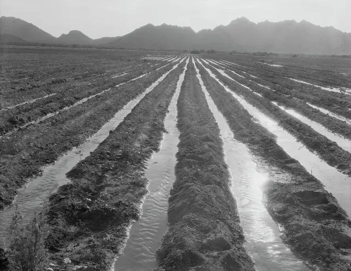 Framed Print : Irrigated field of cotton seventy miles from Phoenix, Arizona, 1937. Creator: Dorothea Lange Framed Print : Irrigated field of cotton seventy miles from Phoenix, Arizona, 1937. Creator: Dorothea Lange