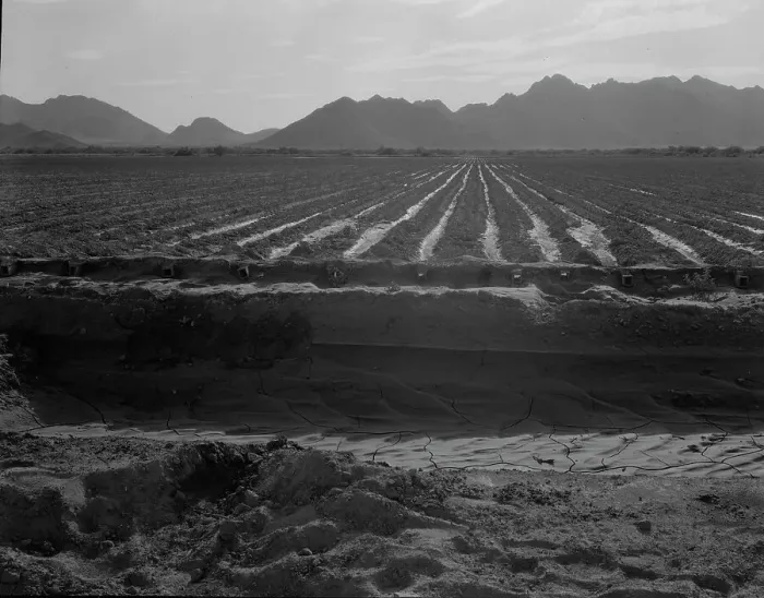 Framed Print : Irrigated fields of Acala cotton seventy miles from Phoenix, Arizona, 1937. Creator: Dorothea Lange Framed Print : Irrigated fields of Acala cotton seventy miles from Phoenix, Arizona, 1937. Creator: Dorothea Lange