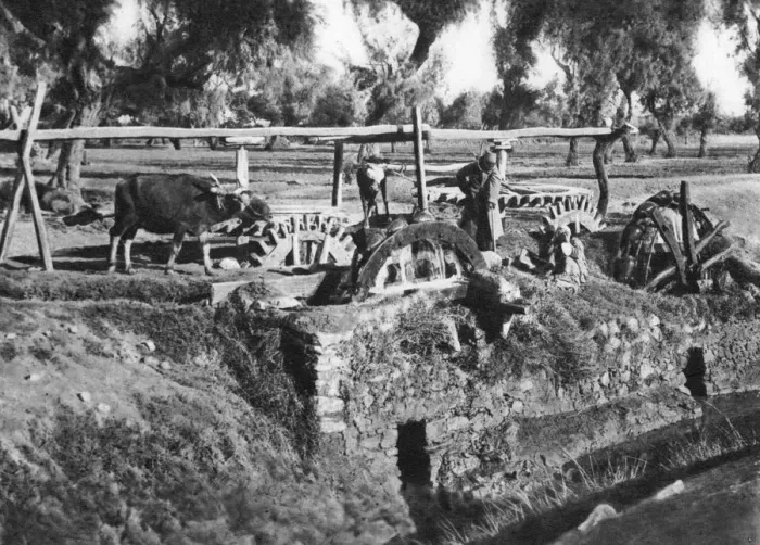 Framed Print : Irrigating fields near Cairo, Egypt, c1920s Framed Print : Irrigating fields near Cairo, Egypt, c1920s