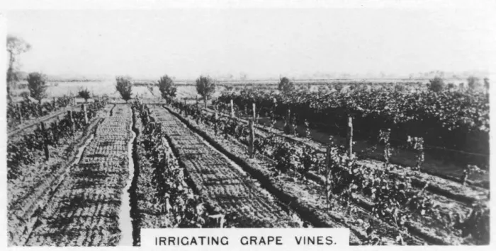 Framed Print : Irrigating grape vines, Australia, 1928 Framed Print : Irrigating grape vines, Australia, 1928
