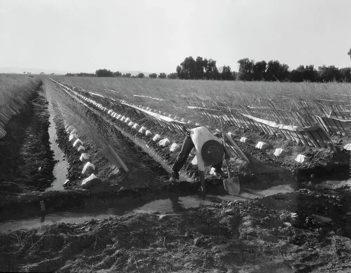Framed Print : Irrigator in brushed and capped cantaloupe field, Imperial Valley, California, 1937. Creator: Dorothea Lange Framed Print : Irrigator in brushed and capped cantaloupe field, Imperial Valley, California, 1937. Creator: Dorothea Lange