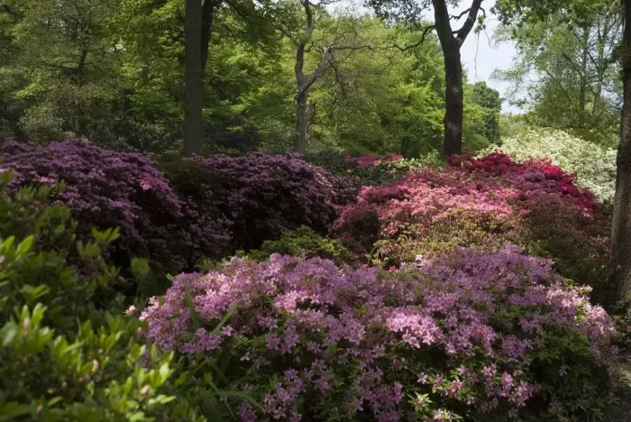 Framed Print : Isabella Plantation, Richmond Park, Richmond, Surrey, England, UK, 14 / 5 / 10. Creator: Ethel Davies Framed Print : Isabella Plantation, Richmond Park, Richmond, Surrey, England, UK, 14 / 5 / 10. Creator: Ethel Davies