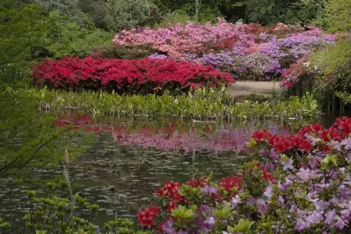 Framed Print : Isabella Plantation, Richmond Park, Richmond, Surrey, England, UK, 14 / 5 / 10. Creator: Ethel Davies Framed Print : Isabella Plantation, Richmond Park, Richmond, Surrey, England, UK, 14 / 5 / 10. Creator: Ethel Davies