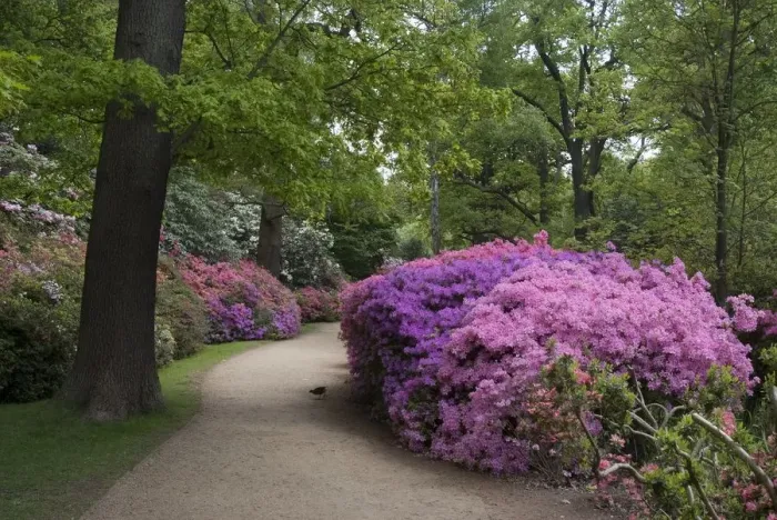 Framed Print : Isabella Plantation, Richmond Park, Richmond, Surrey, England, UK, 14 / 5 / 10. Creator: Ethel Davies Framed Print : Isabella Plantation, Richmond Park, Richmond, Surrey, England, UK, 14 / 5 / 10. Creator: Ethel Davies