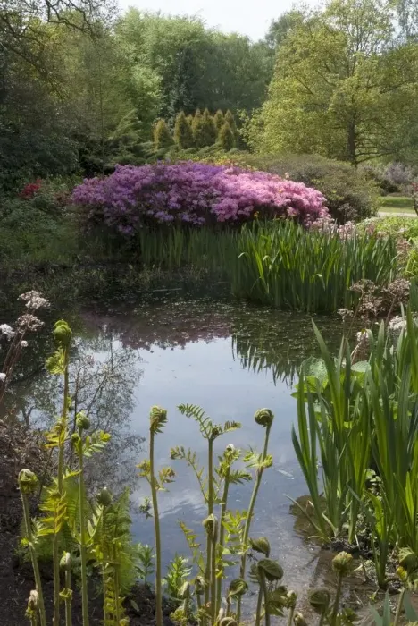 Framed Print : Isabella Plantation, Richmond Park, Richmond, Surrey, England, UK, 14 / 5 / 10. Creator: Ethel Davies Framed Print : Isabella Plantation, Richmond Park, Richmond, Surrey, England, UK, 14 / 5 / 10. Creator: Ethel Davies