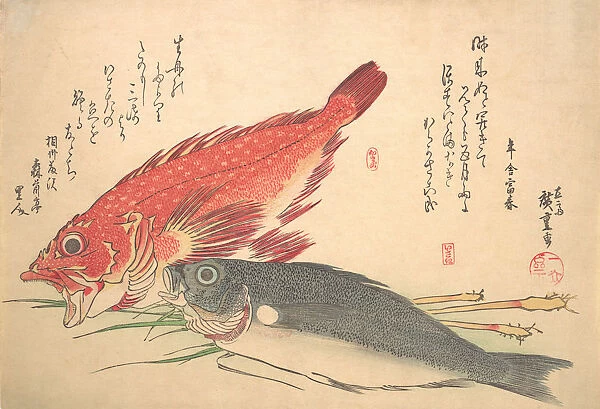 Isaki and Kasago Fish, from the series Uozukushi (Every Variety of Fish), 1830s. 1830s. Creator: Ando Hiroshige