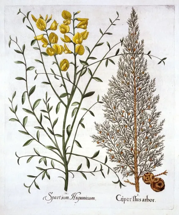 Framed Print : Italian Cypress and Spanish Broom, from Hortus Eystettensis, by Basil Besler (1561-1629), pub Framed Print : Italian Cypress and Spanish Broom, from Hortus Eystettensis, by Basil Besler (1561-1629), pub