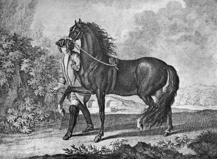 Framed Print : Italian Neapolitan horse, 1722 (1938) Framed Print : Italian Neapolitan horse, 1722 (1938)