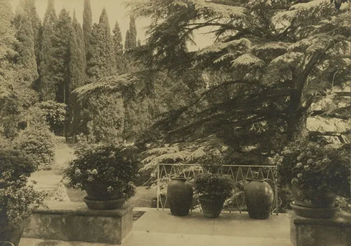 Framed Print : Italy, Villa Bel Riposo, Fiesole i.e. San Domenico, Cedars of Lebanon, 1925. Creator: Frances Benjamin Johnston. Italy, Villa Bel Riposo, Fiesole i.e. San Domenico, Cedars of Lebanon, 1925. Creator: Frances Benjamin Johnston Framed Print : Italy, Villa Bel Riposo, Fiesole i.e. San Domenico, Cedars of Lebanon, 1925. Creator: Frances Benjamin Johnston. Italy, Villa Bel Riposo, Fiesole i.e. San Domenico, Cedars of Lebanon, 1925. Creator: Frances Benjamin Johnston