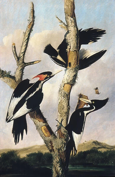 Ivory-billed Woodpeckers, ca. 1830-31. Creator: Joseph Bartholomew Kidd