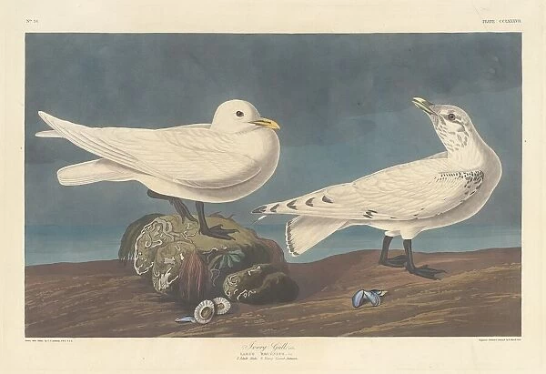 Ivory Gull, 1836. Creator: Robert Havell