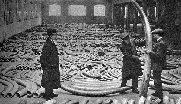 Ivory shipment, Royal Albert Dock, London, 1926-1927