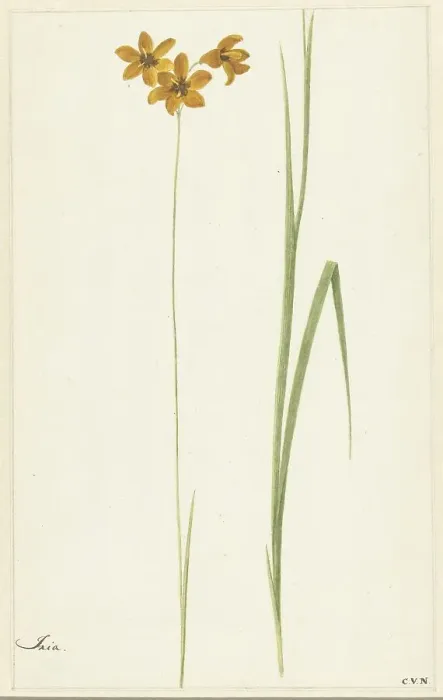 Framed Print : Ixia, 1741-1795. Creator: Cornelis van Noorde Framed Print : Ixia, 1741-1795. Creator: Cornelis van Noorde