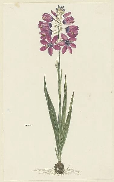 Ixia lutea eckkl. var. Ovata. 1777-1786. Creator: Robert Jacob Gordon