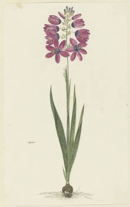 Framed Print : Ixia lutea eckkl. var. Ovata. 1777-1786. Creator: Robert Jacob Gordon Framed Print : Ixia lutea eckkl. var. Ovata. 1777-1786. Creator: Robert Jacob Gordon