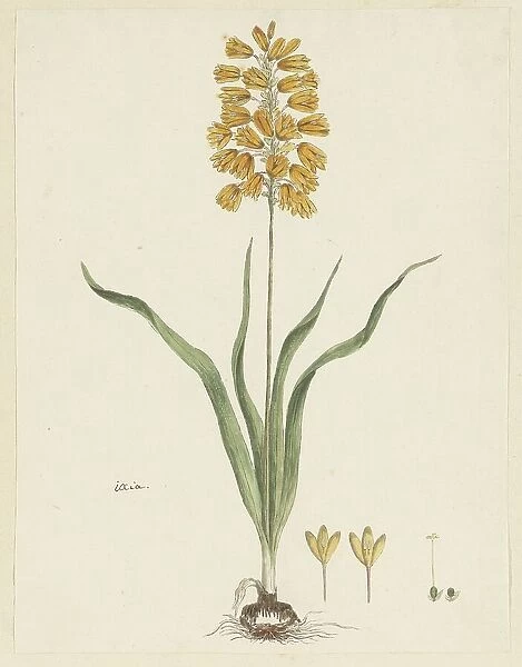 Ixia odorata Ker. Gawl. 1777-1786. Creator: Robert Jacob Gordon