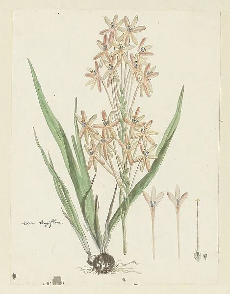 Ixia paniculata D.Delaroche, 1777-1786. Creator: Robert Jacob Gordon