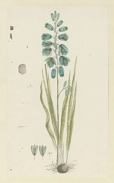 Ixia viridiflora Lam. (Turquoise ixia), 1777-1786. Creator: Robert Jacob Gordon