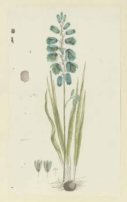 Framed Print : Ixia viridiflora Lam. (Turquoise ixia), 1777-1786. Creator: Robert Jacob Gordon Framed Print : Ixia viridiflora Lam. (Turquoise ixia), 1777-1786. Creator: Robert Jacob Gordon