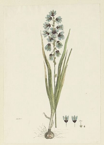 Ixia viridiflora lamb. 1777-1786. Creator: Robert Jacob Gordon