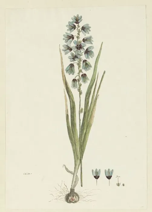 Framed Print : Ixia viridiflora lamb. 1777-1786. Creator: Robert Jacob Gordon Framed Print : Ixia viridiflora lamb. 1777-1786. Creator: Robert Jacob Gordon