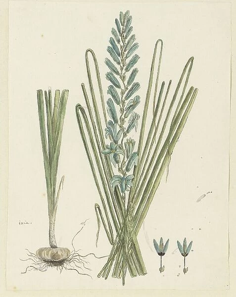 Ixia viridiflora Larn. (Turqoise ixia), 1777-1786. Creator: Robert Jacob Gordon