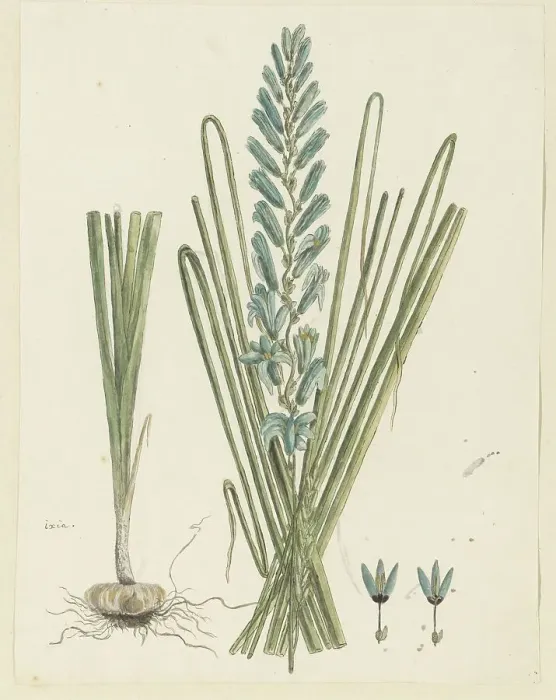 Framed Print : Ixia viridiflora Larn. (Turqoise ixia), 1777-1786. Creator: Robert Jacob Gordon Framed Print : Ixia viridiflora Larn. (Turqoise ixia), 1777-1786. Creator: Robert Jacob Gordon