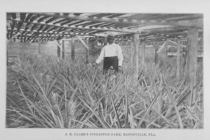 Framed Print : J. E. Clark's pineapple farm, Eatonville, Fla. 1907. Creator: Unknown Framed Print : J. E. Clark's pineapple farm, Eatonville, Fla. 1907. Creator: Unknown