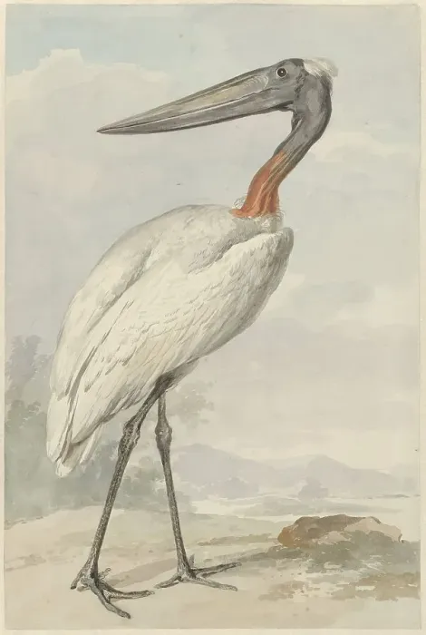 Framed Print : Jabiroe (Jabiroe Mycteria), 1770. Creator: Aert Schouman Framed Print : Jabiroe (Jabiroe Mycteria), 1770. Creator: Aert Schouman