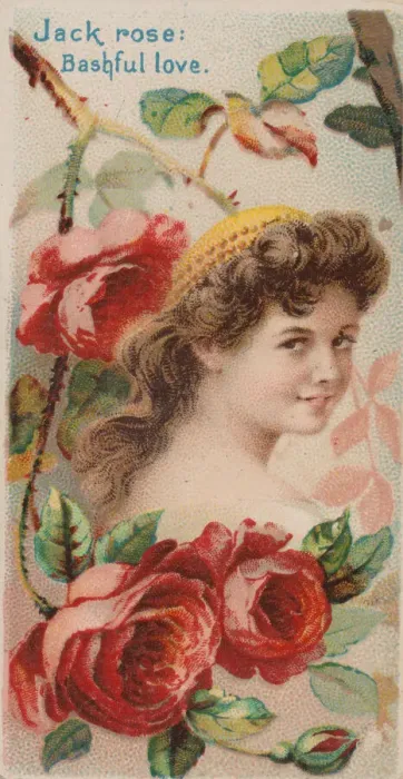 Framed Print : Jack Rose: Bashful Love, from the series Floral Beauties and Language of Flowers (N75 Framed Print : Jack Rose: Bashful Love, from the series Floral Beauties and Language of Flowers (N75