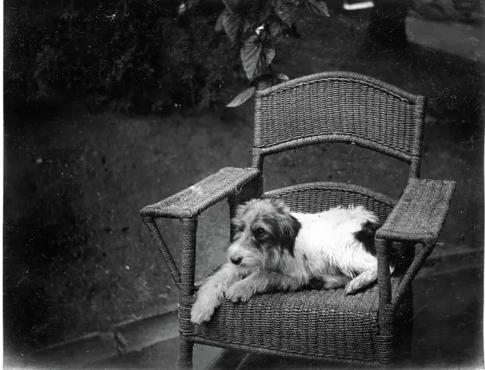 Framed Print : Jack Russell Terrier Dog on wicker chair, Kilternan Abbey, Golden Ball, Ireland c1895 Framed Print : Jack Russell Terrier Dog on wicker chair, Kilternan Abbey, Golden Ball, Ireland c1895